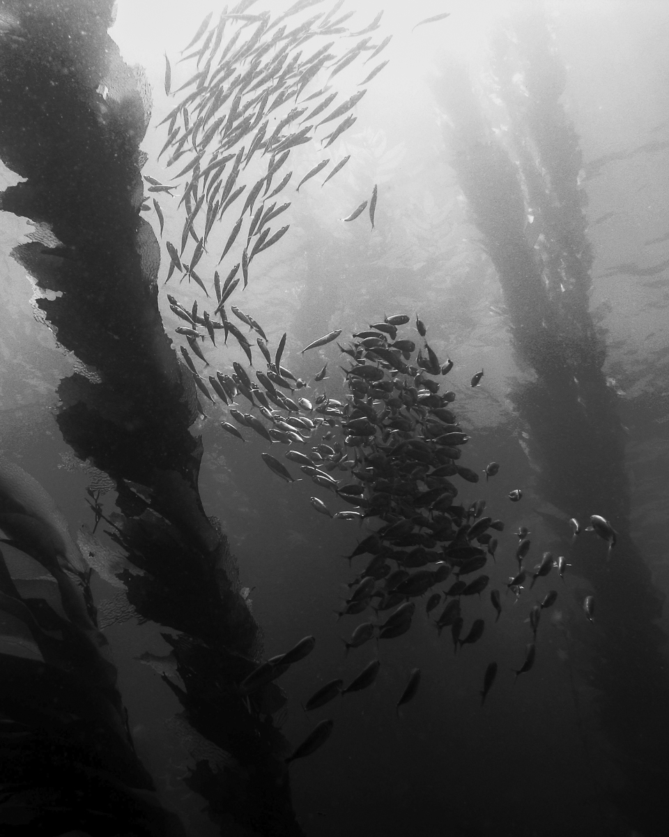 Schooling Fish