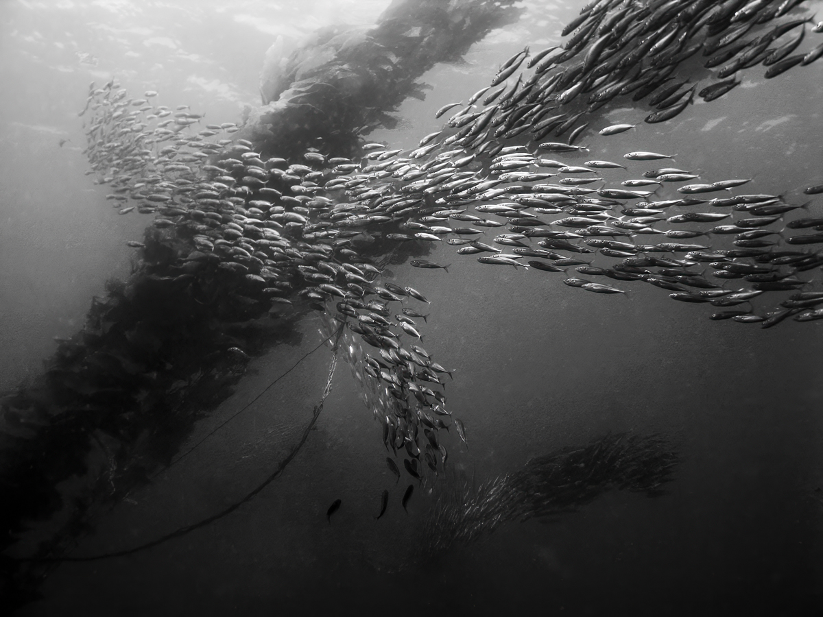 Schooling Fish