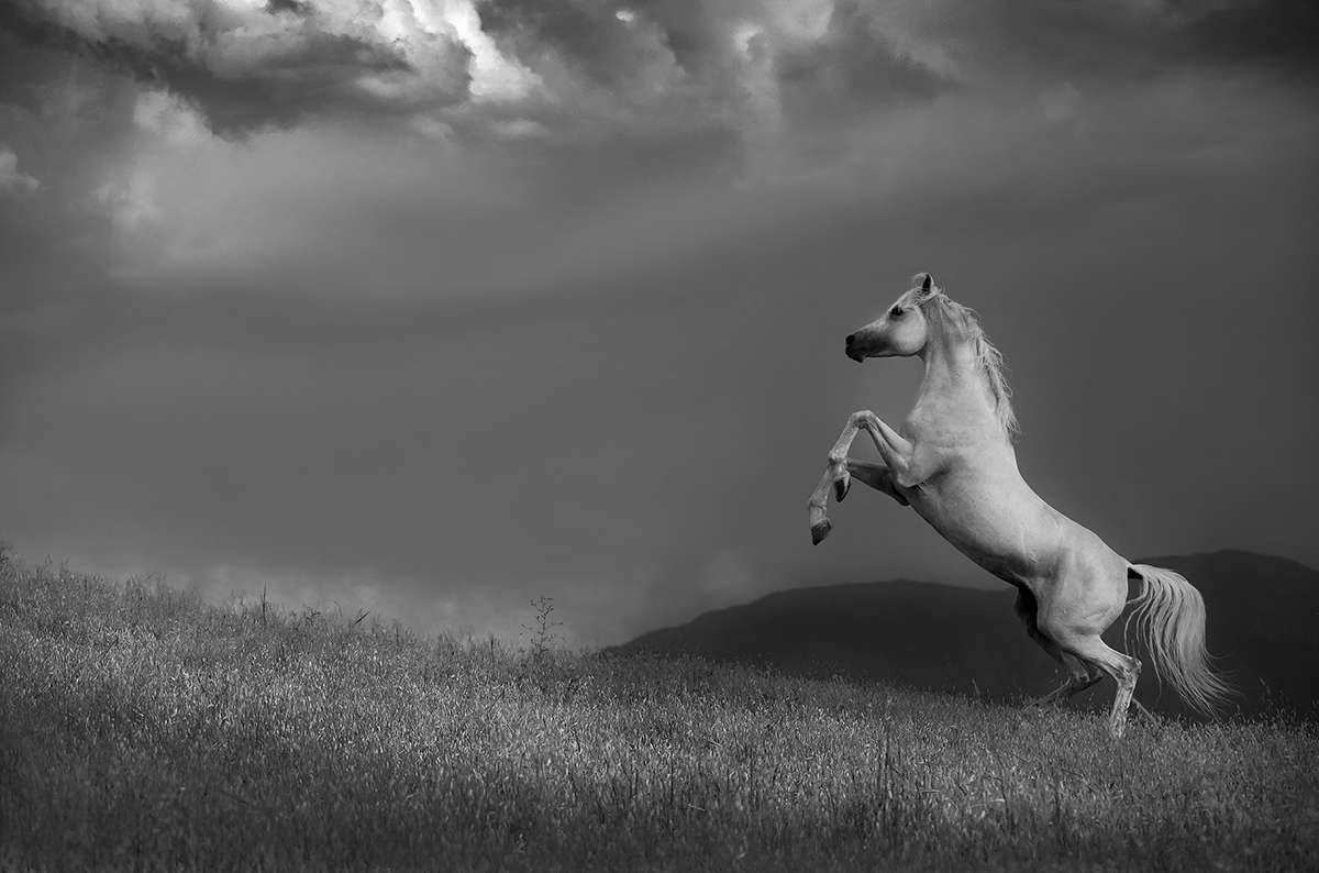 White Pegasus