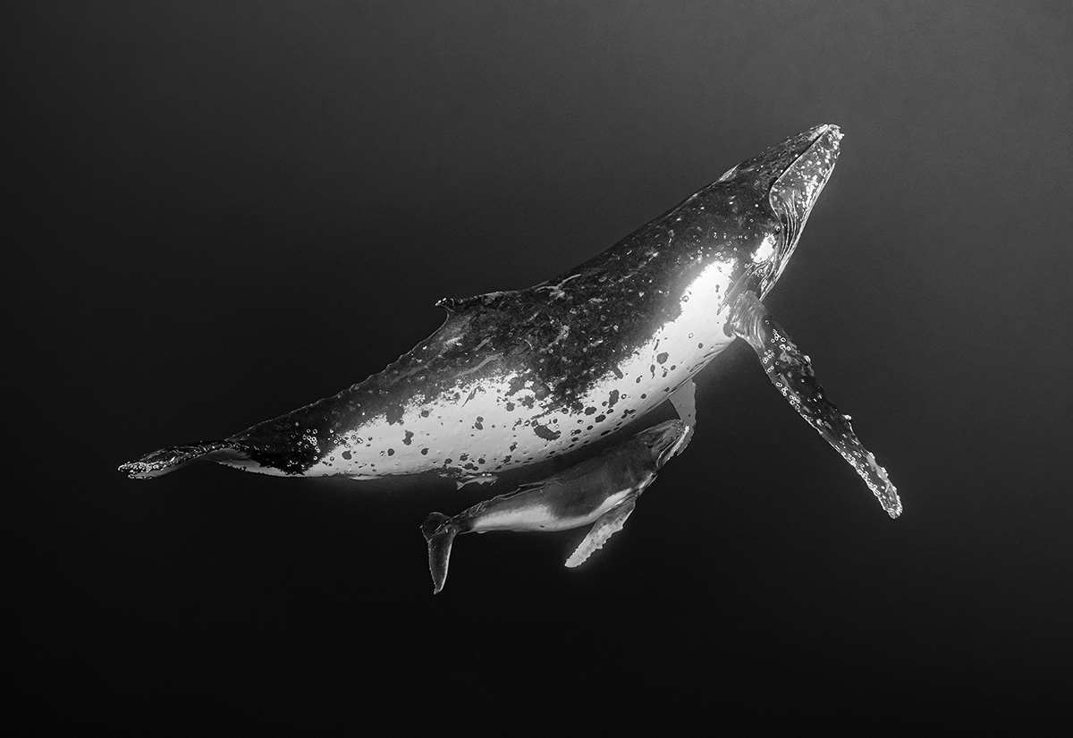 Humpback Whale Mother’s  protection