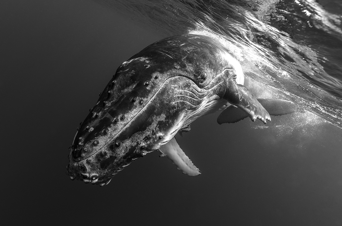 A Glimpse into the World of Young Humpback Whale