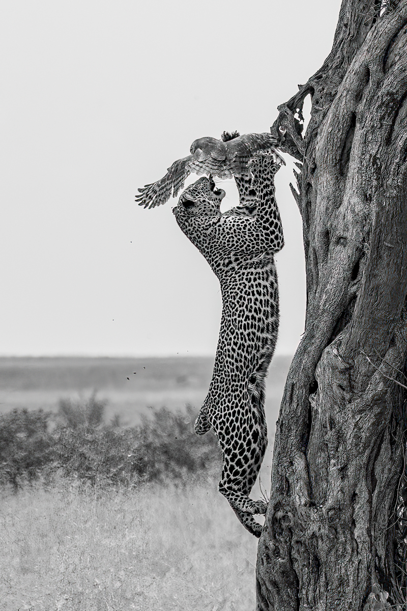 The Hunter’s Leap