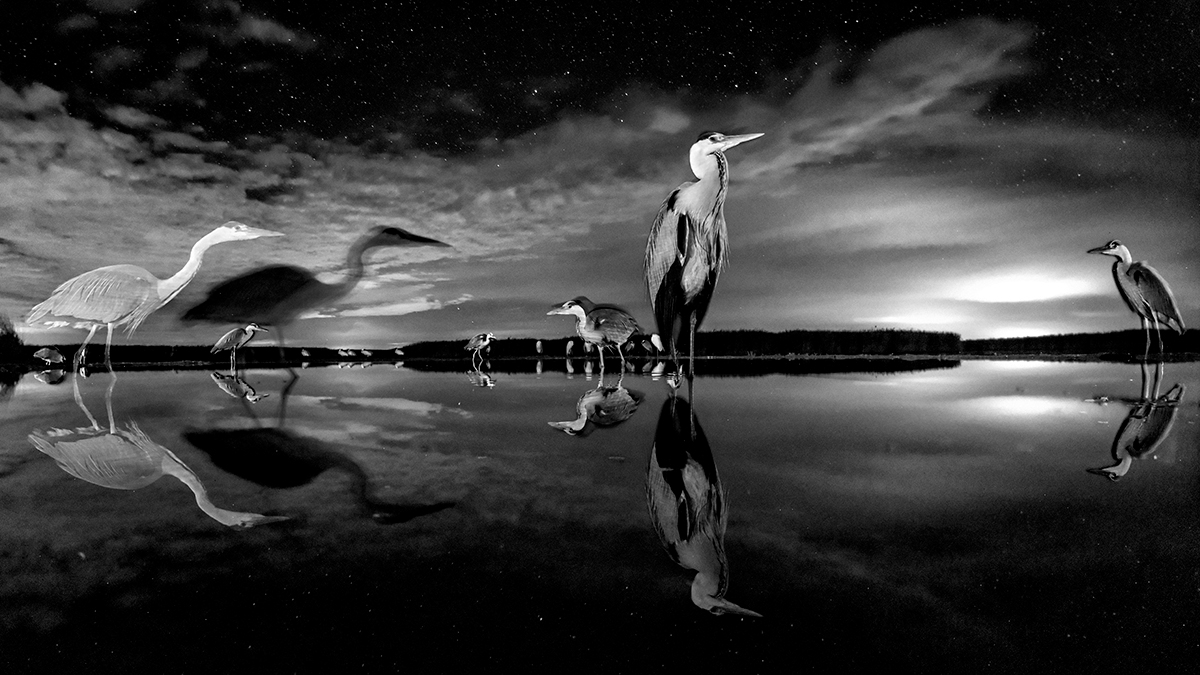 Lake Heron 