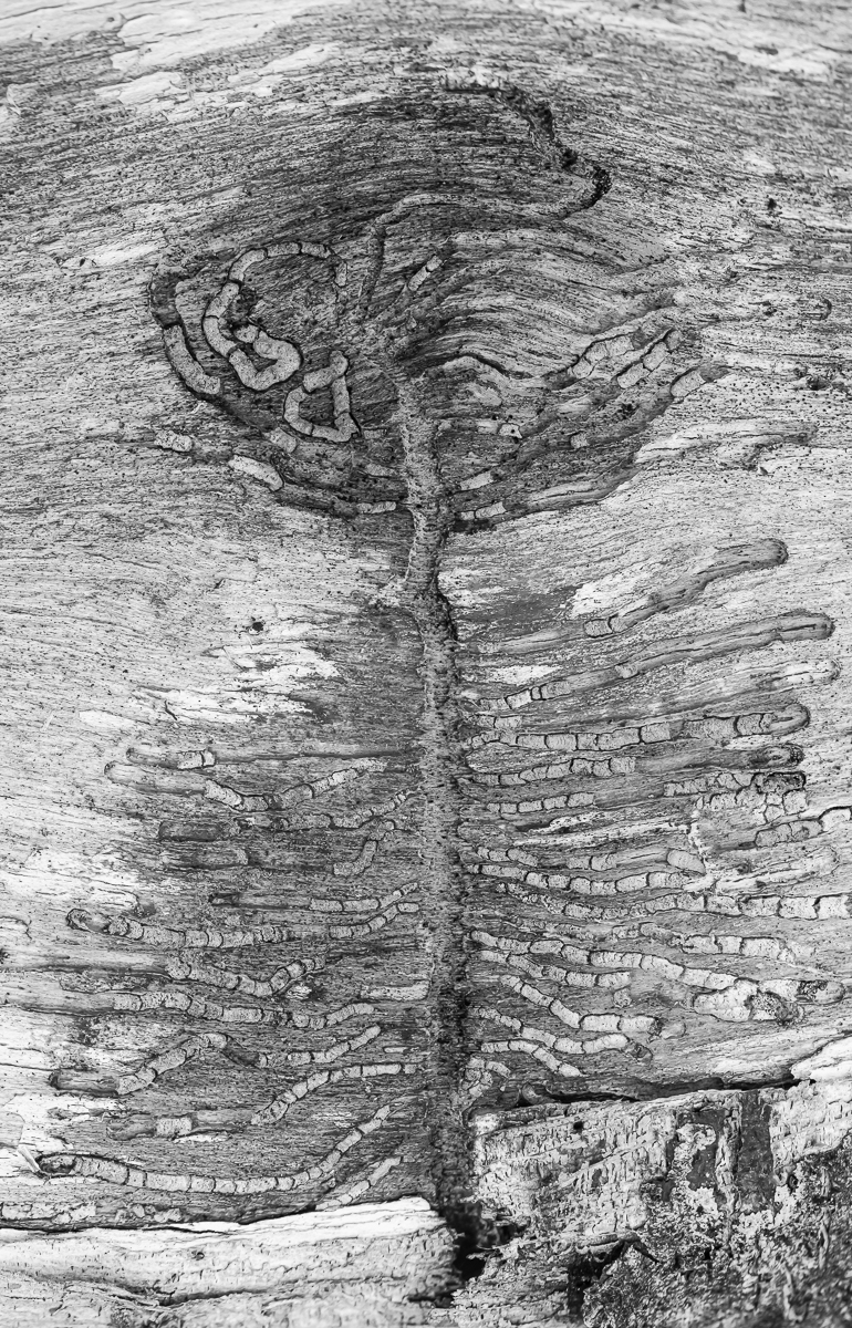 Tree on a tree