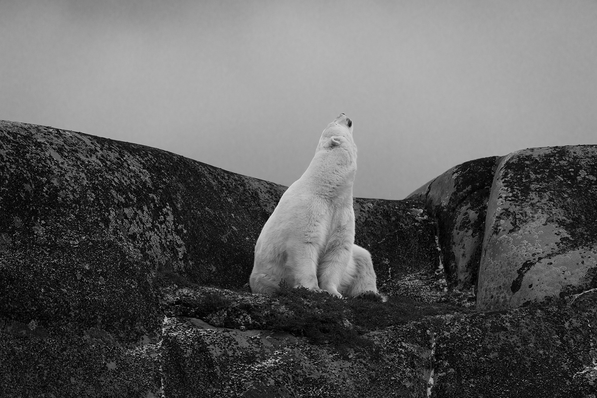 Polar Bear Story : Nowhere to Go 
