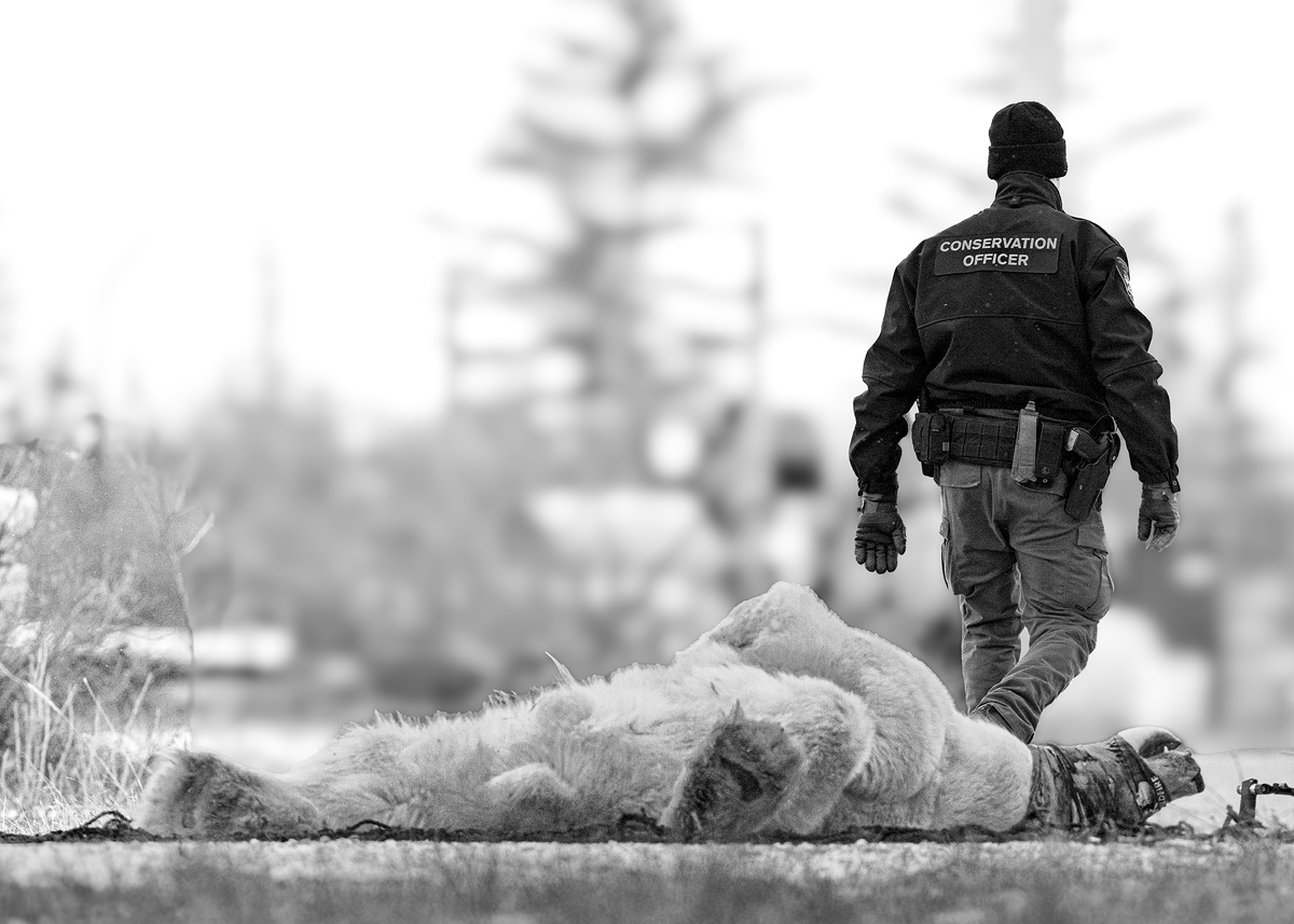 Polar Bear Story : Nowhere to Go 