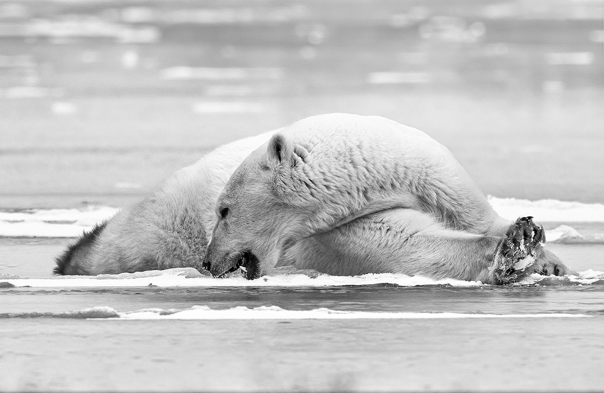 Polar Bear Story : Nowhere to Go 