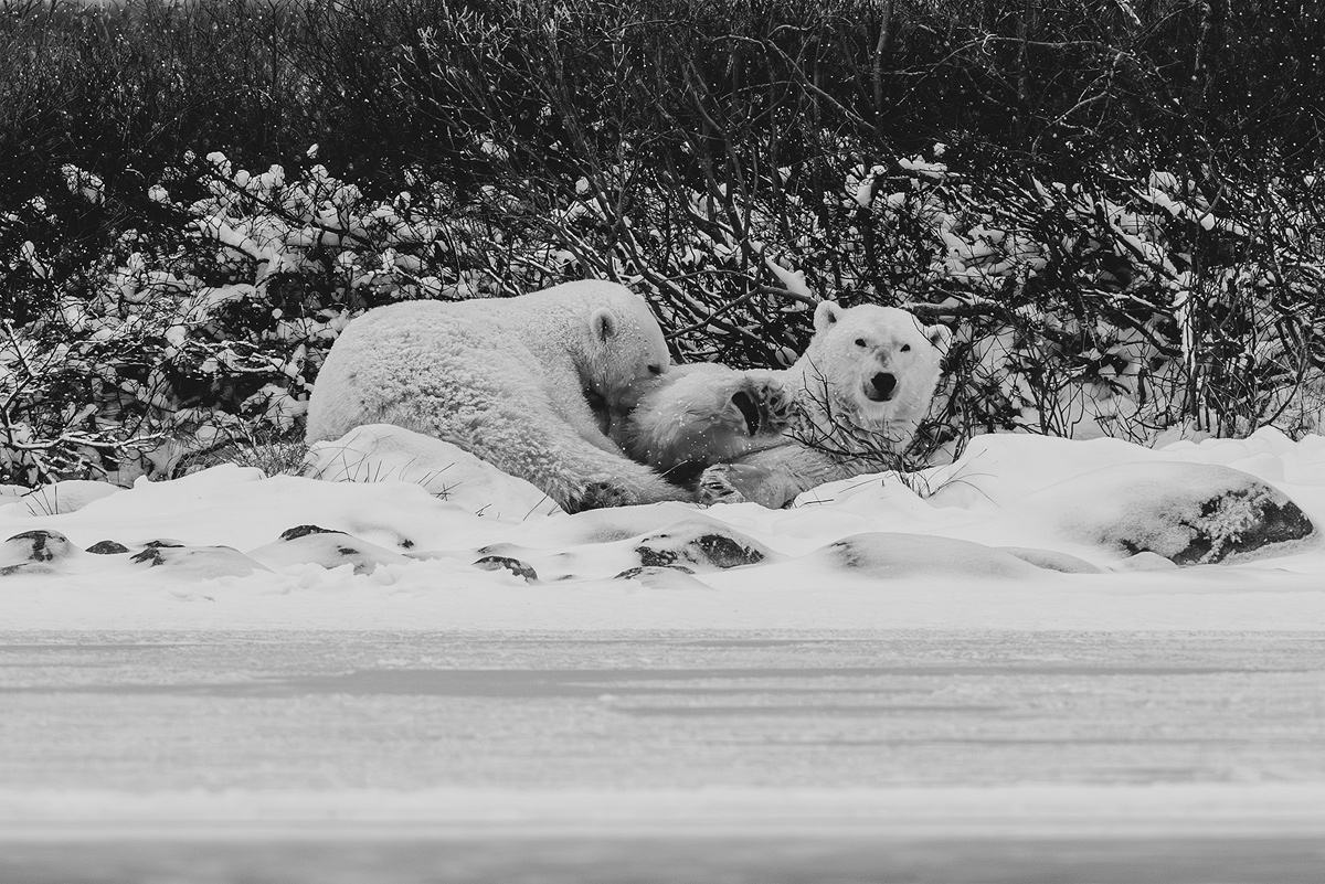 Polar Bear Story : Nowhere to Go 