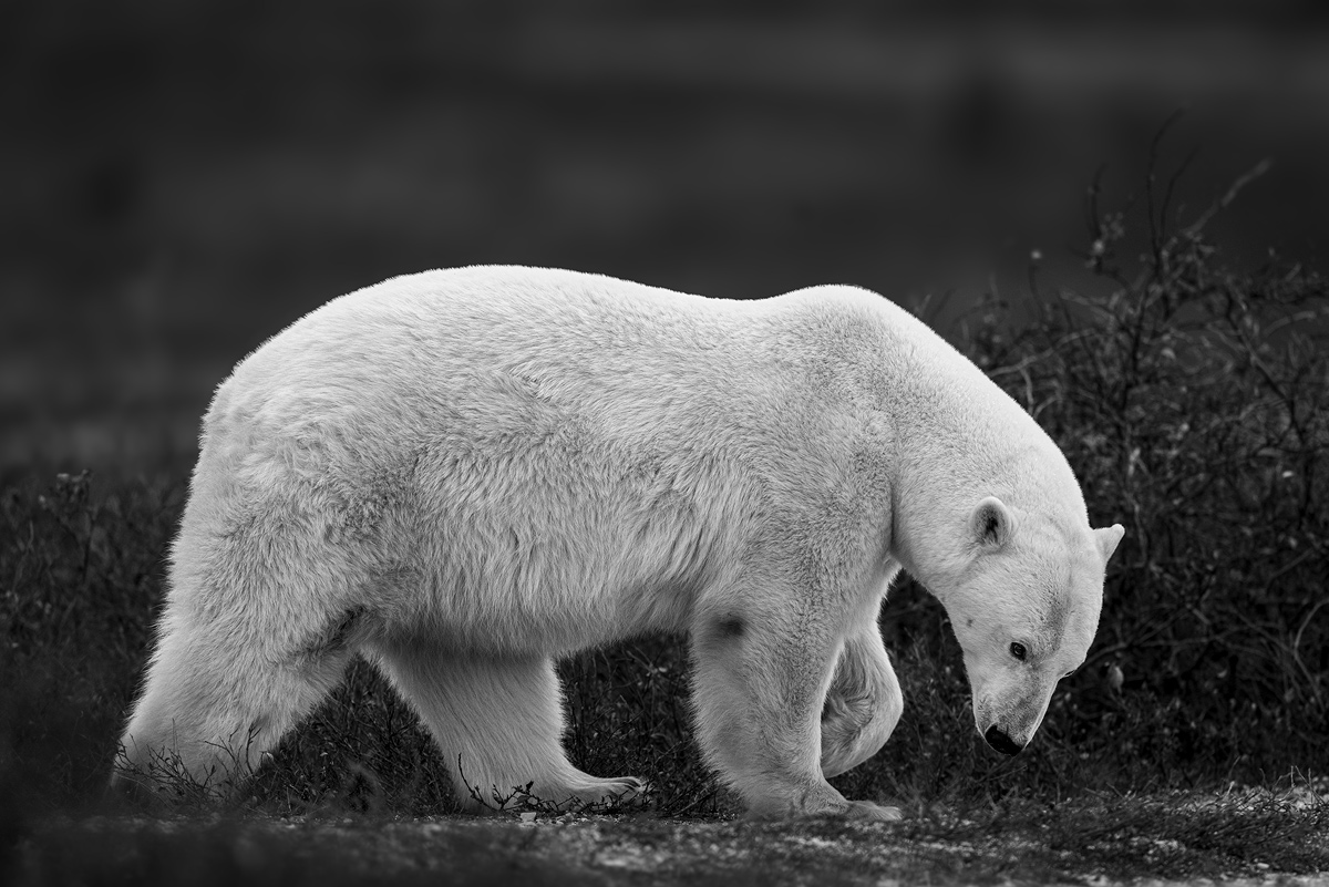 Polar Bear Story : Nowhere to Go 