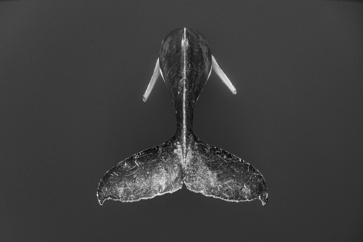 Whale tail