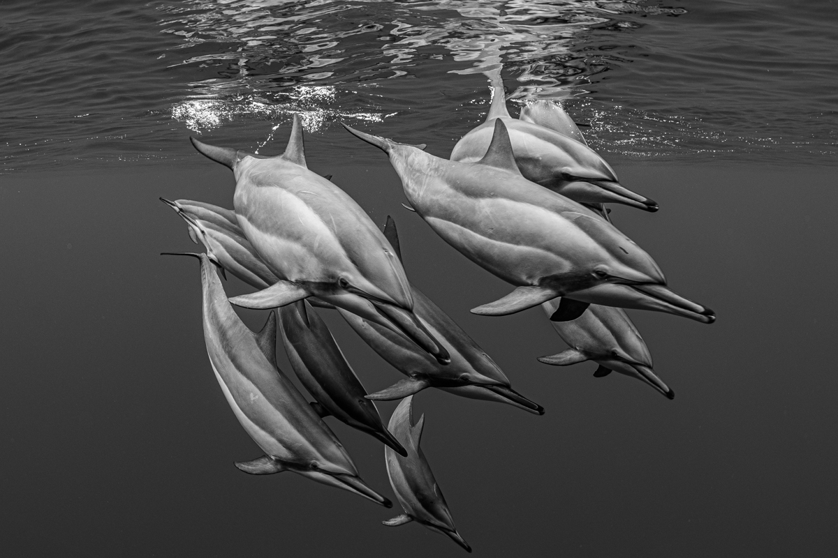 Ocean's contrasts