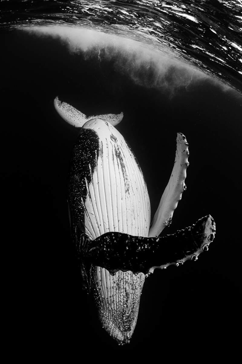 Ocean's contrasts
