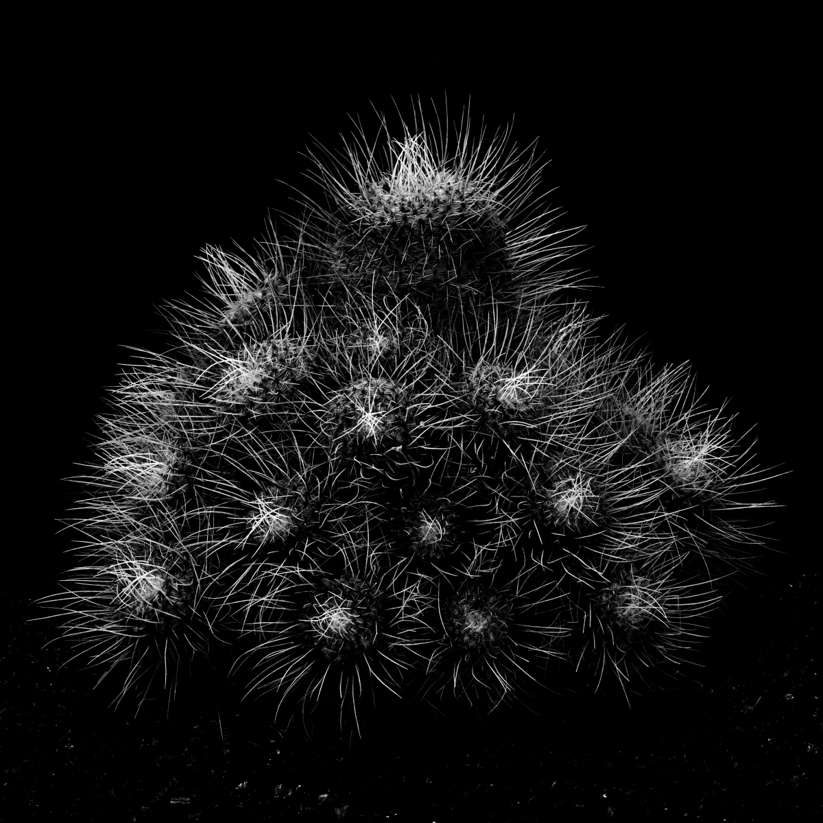 The Cactus - Delicate but Stubborn