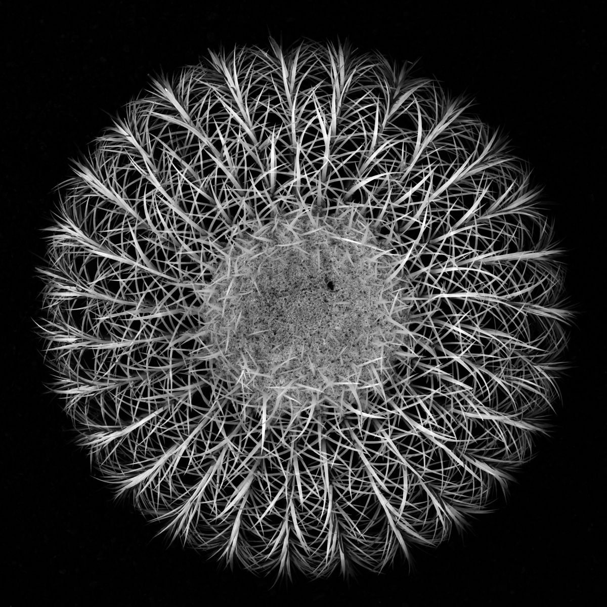 The Cactus - Delicate but Stubborn