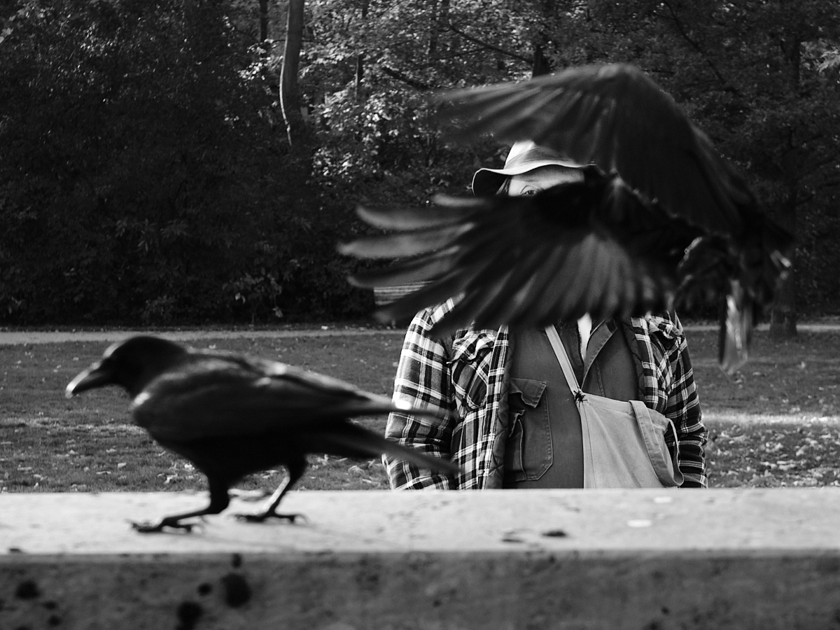 crows with man
