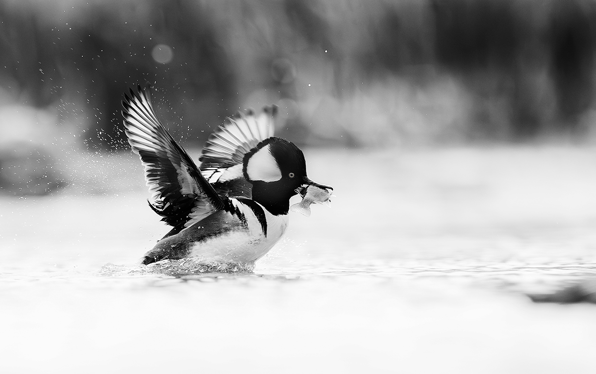 Cuties-Hooded Merganser