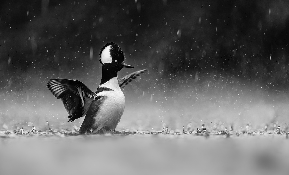 Cuties-Hooded Merganser