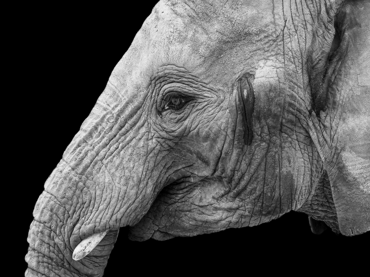 Elephant Portrait