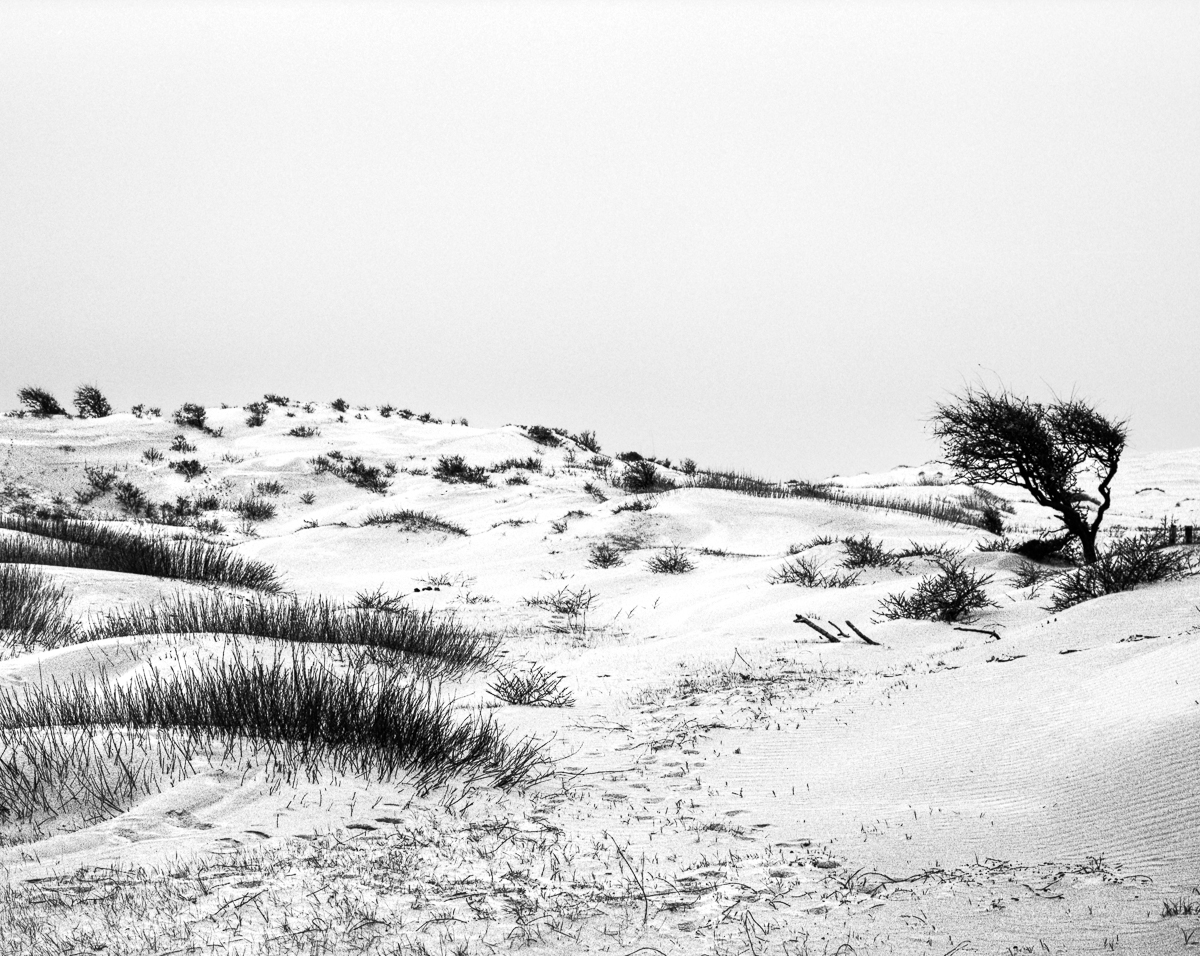 Kennemer dunes, South-Kennemerland National Park, IJmuiden aan Zee, Netherlands, March 2023
