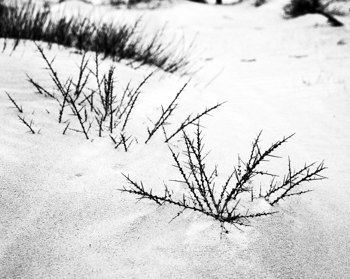 Kennemer dunes, South-Kennemerland National Park, IJmuiden aan Zee, Netherlands, March 2023