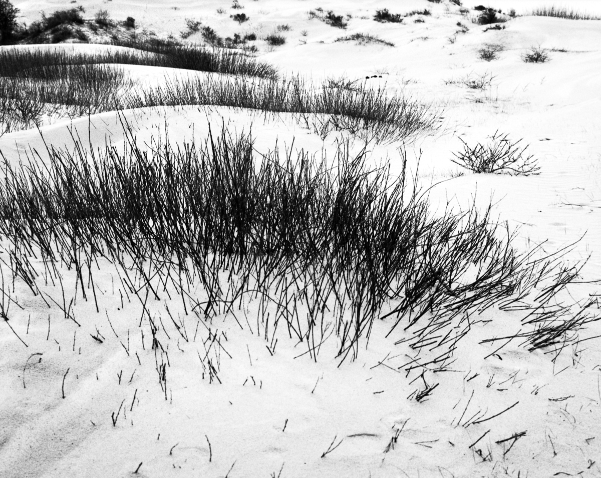 Kennemer dunes, South-Kennemerland National Park, IJmuiden aan Zee, Netherlands, March 2023