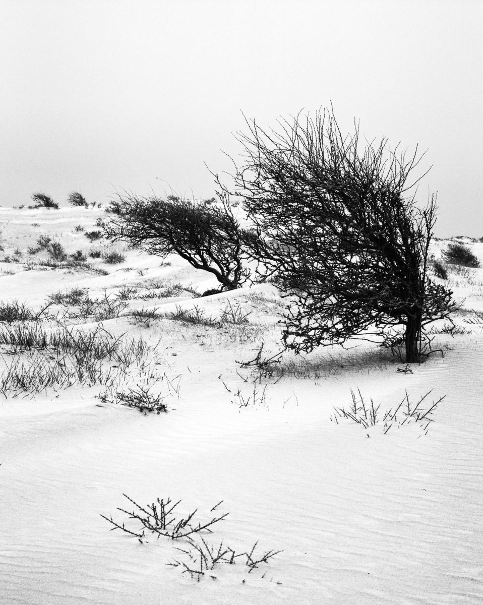 Kennemer dunes, South-Kennemerland National Park, IJmuiden aan Zee, Netherlands, March 2023