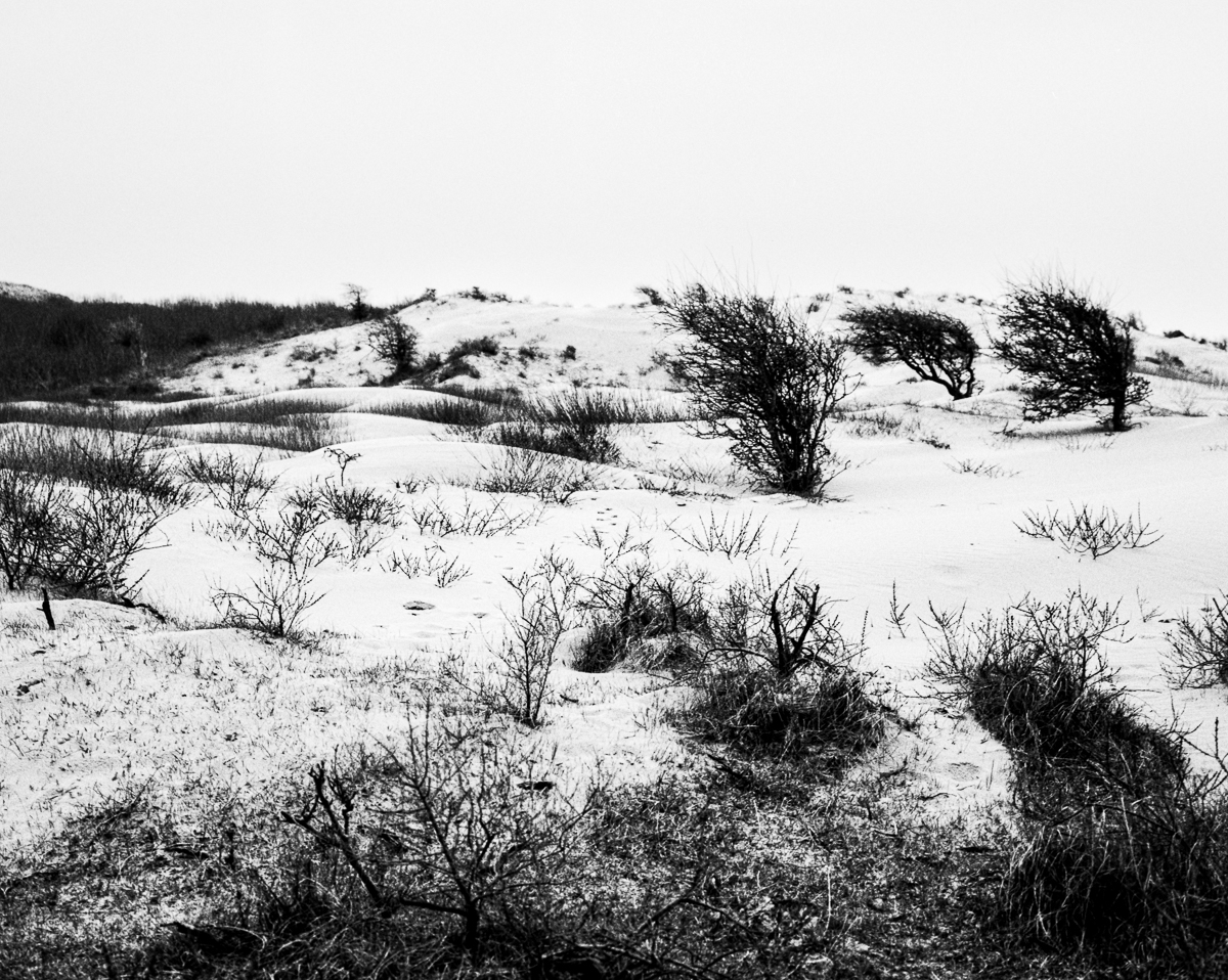 Kennemer dunes, South-Kennemerland National Park, IJmuiden aan Zee, Netherlands, March 2023