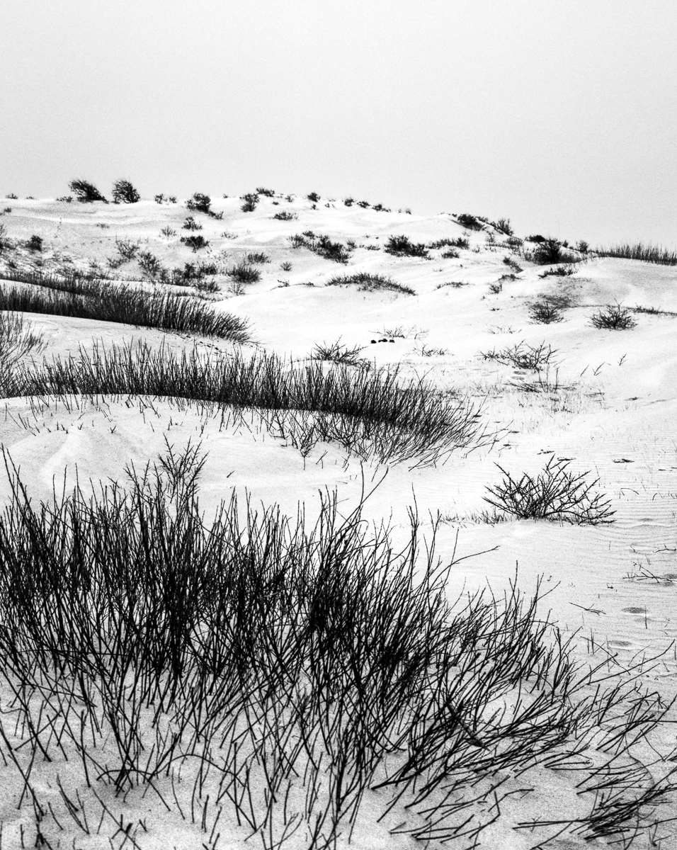 Kennemer dunes, South-Kennemerland National Park, IJmuiden aan Zee, Netherlands, March 2023