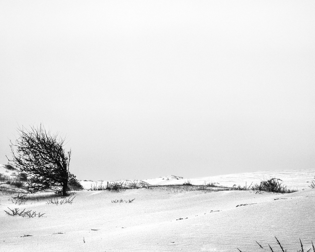 Kennemer dunes, South-Kennemerland National Park, IJmuiden aan Zee, Netherlands, March 2023
