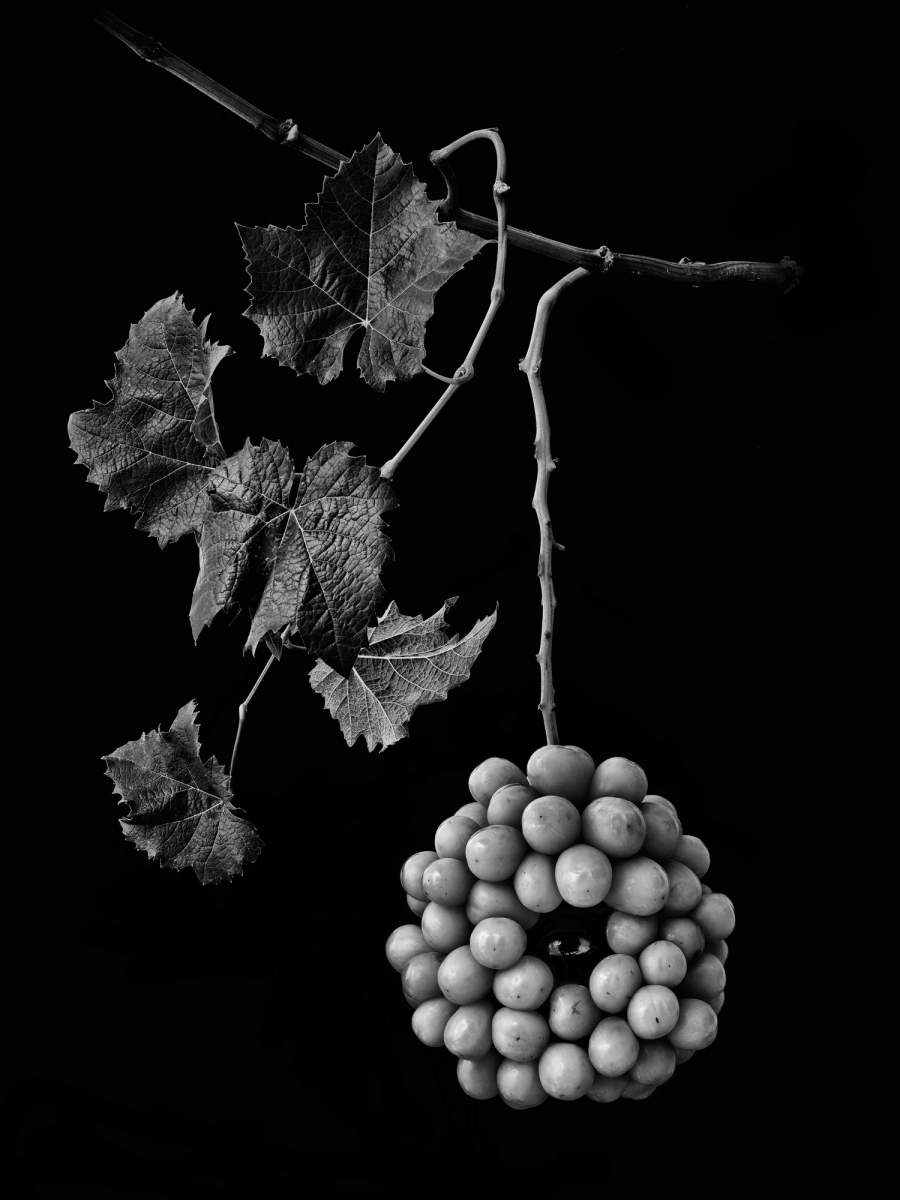 Cyclograpes
