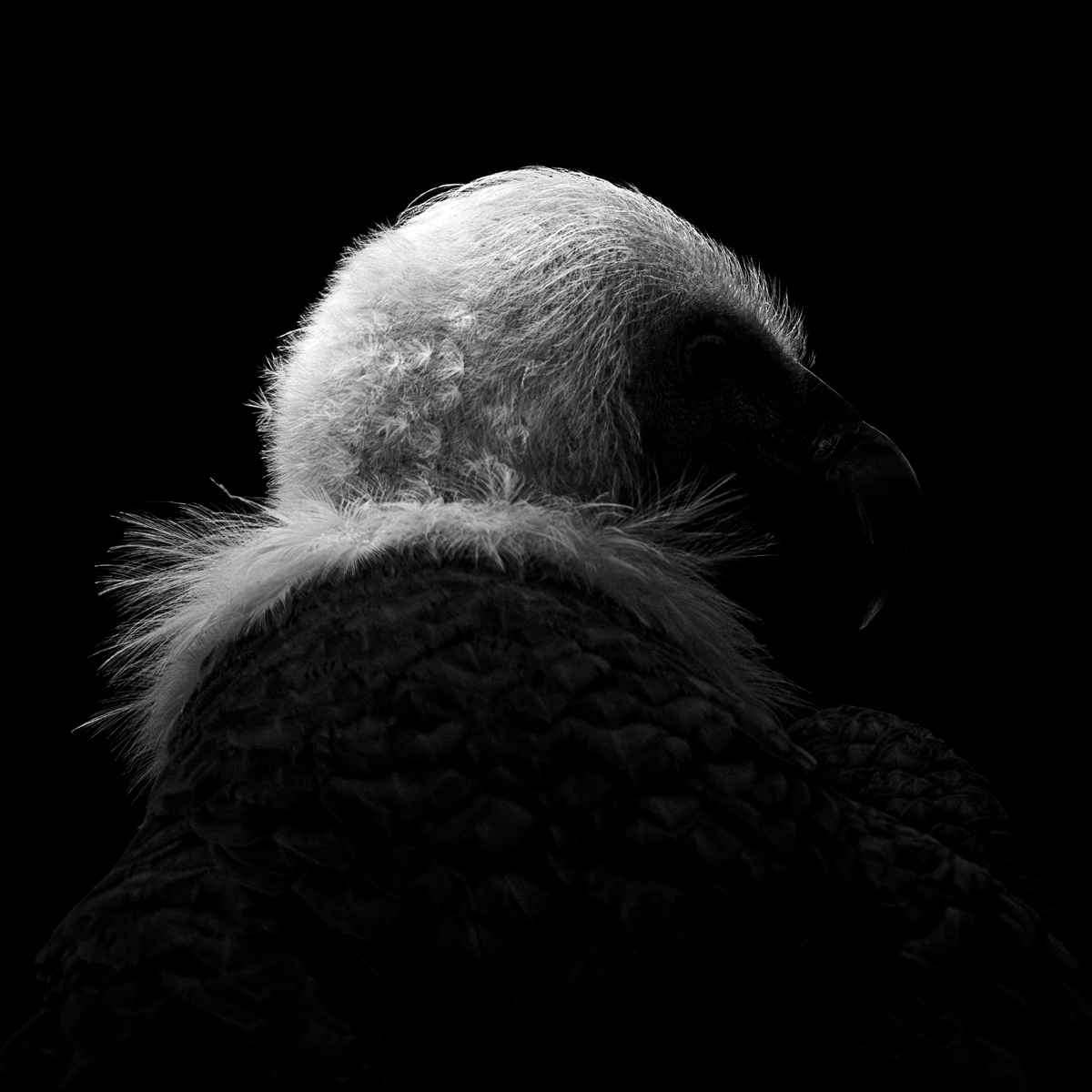 Eurasian Griffon #8