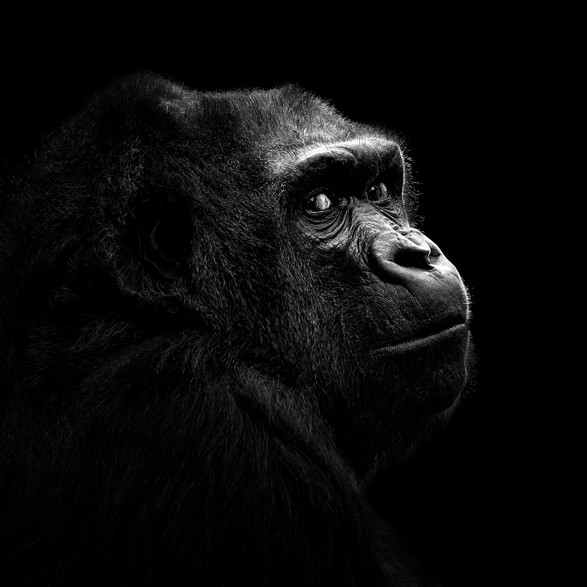 Gorilla