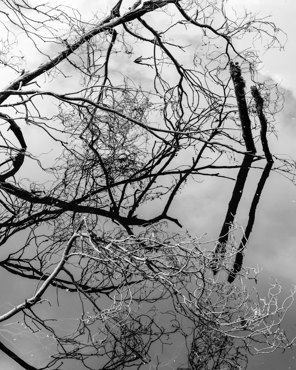 Tasmanian Textures