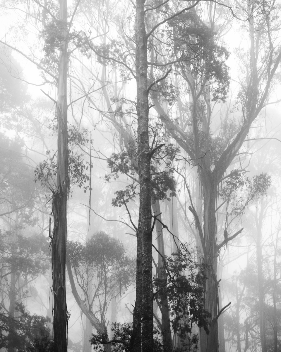 Tasmanian Textures