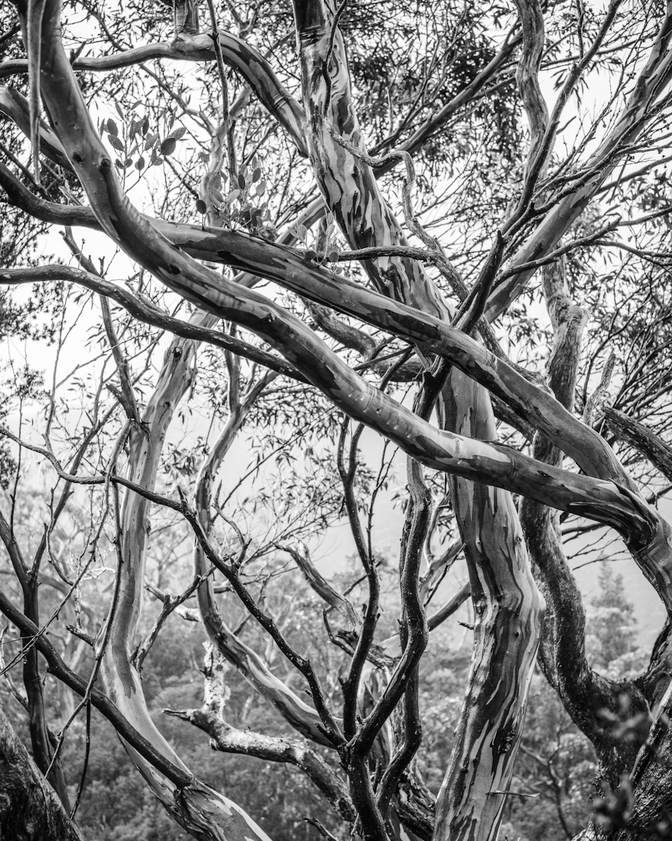 Tasmanian Textures