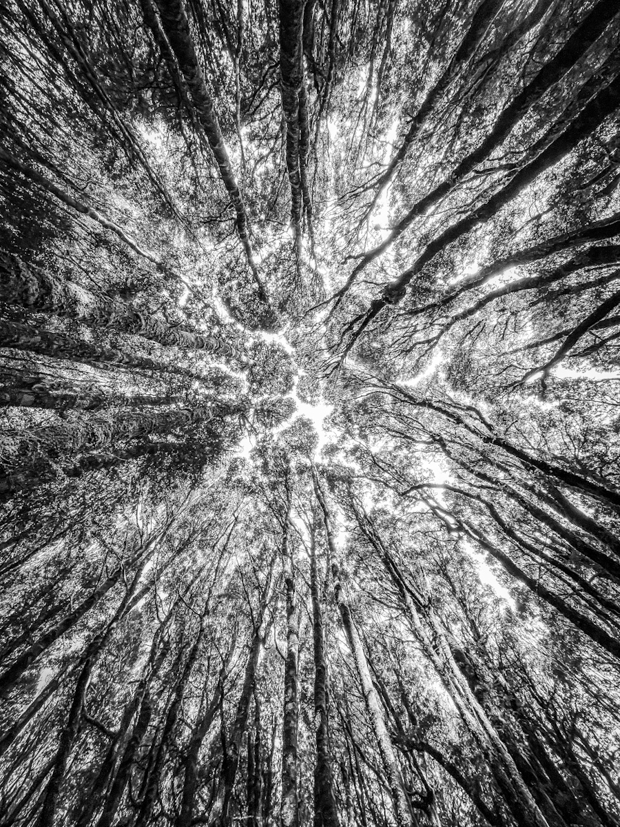 Tasmanian Textures