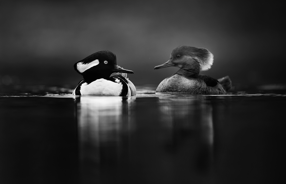 Cuties-Hooded Merganser