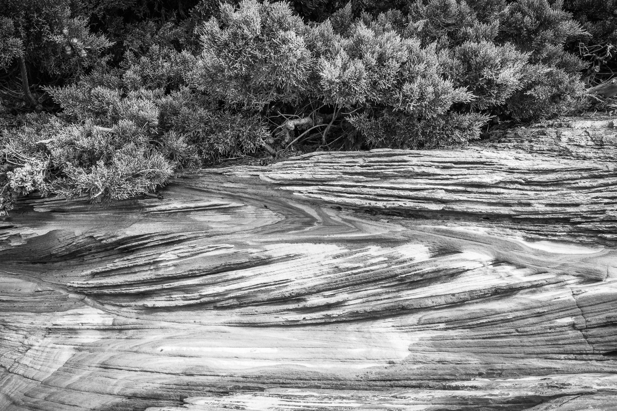 Tasmanian Textures