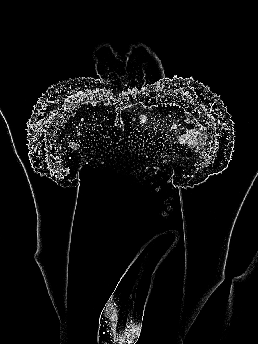 Bioluminescent