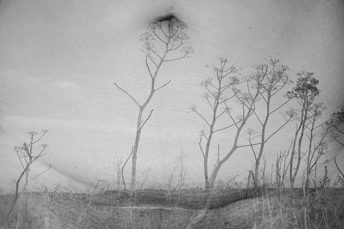 ADHERENCES AND INDELIBLE SIGNS