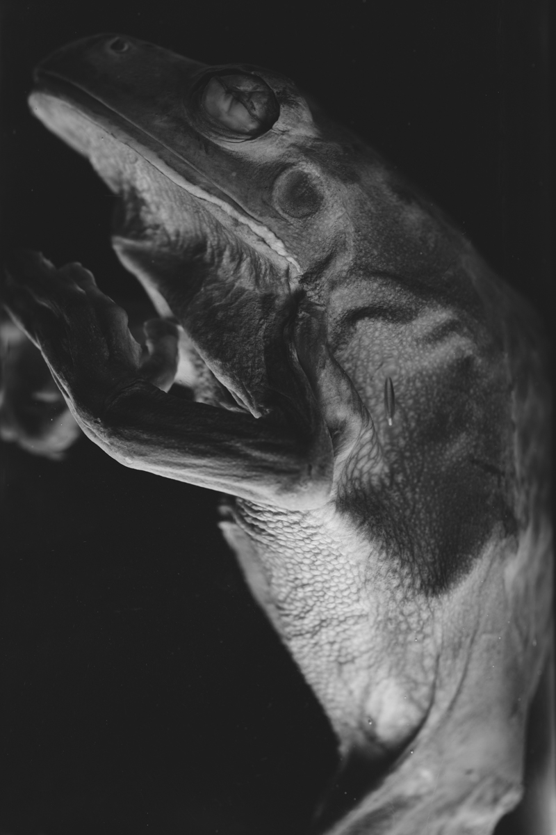 BASILISK