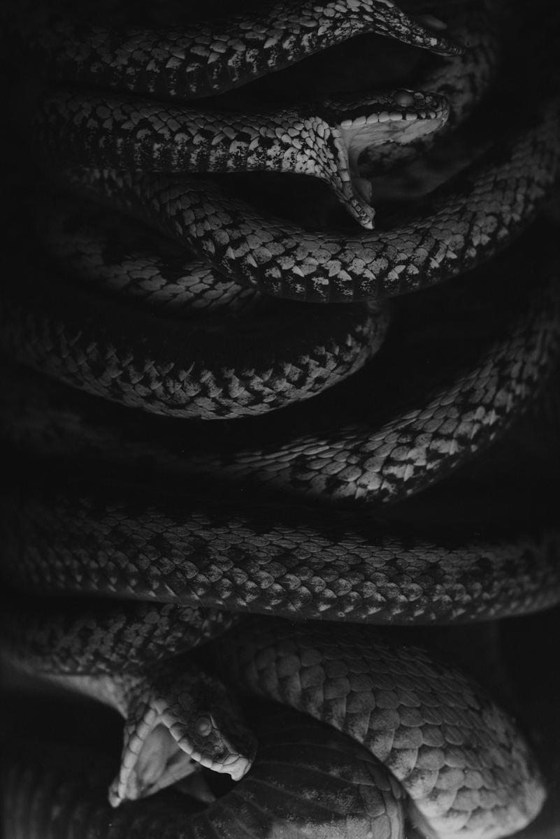 BASILISK