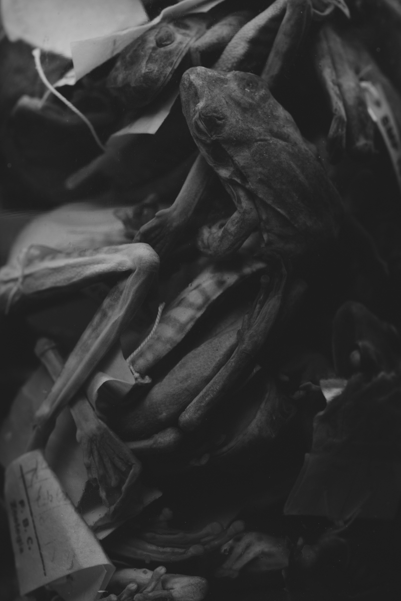 BASILISK