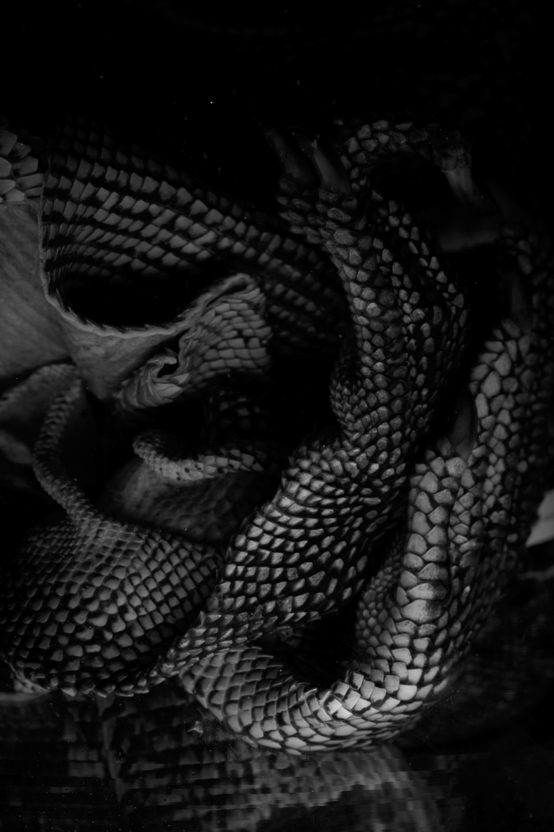 BASILISK