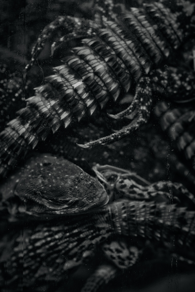 BASILISK