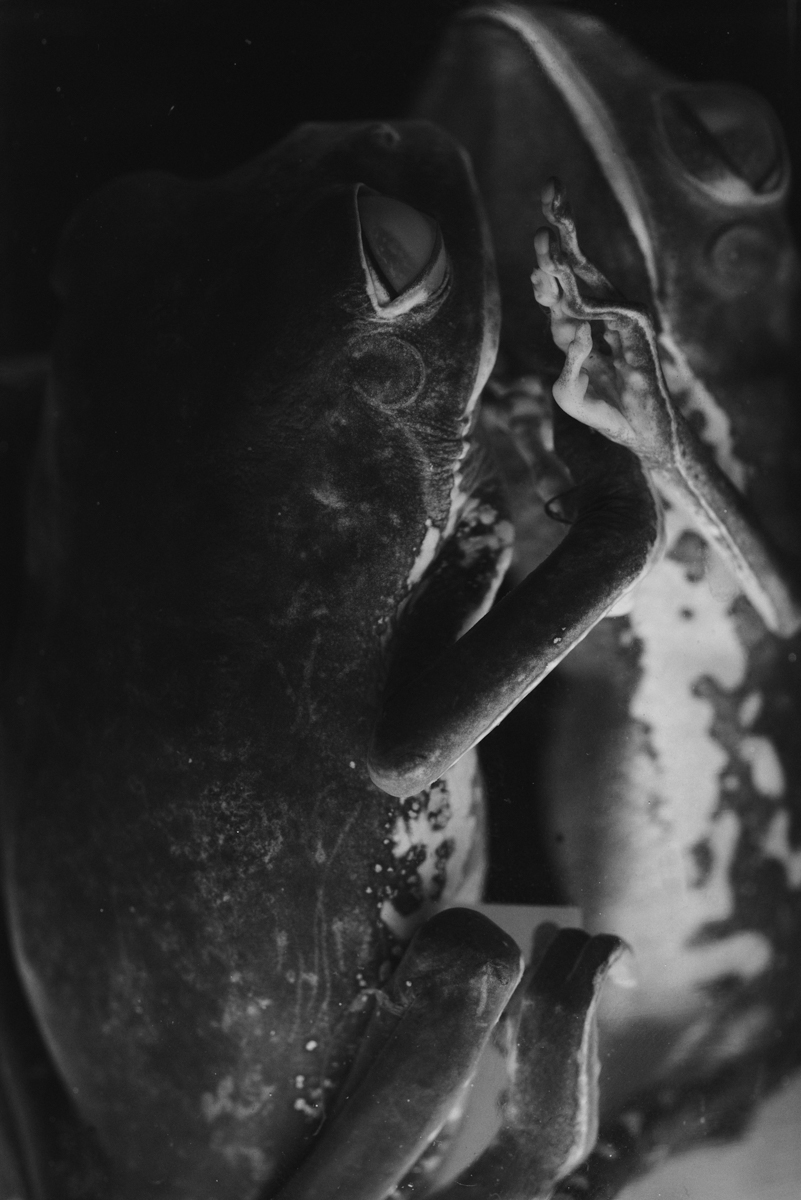 BASILISK