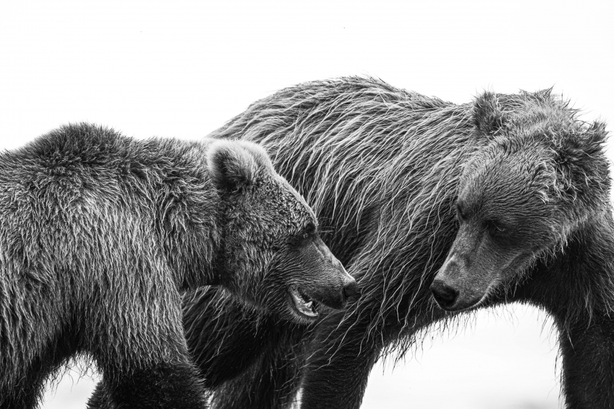 Pride of Alaska