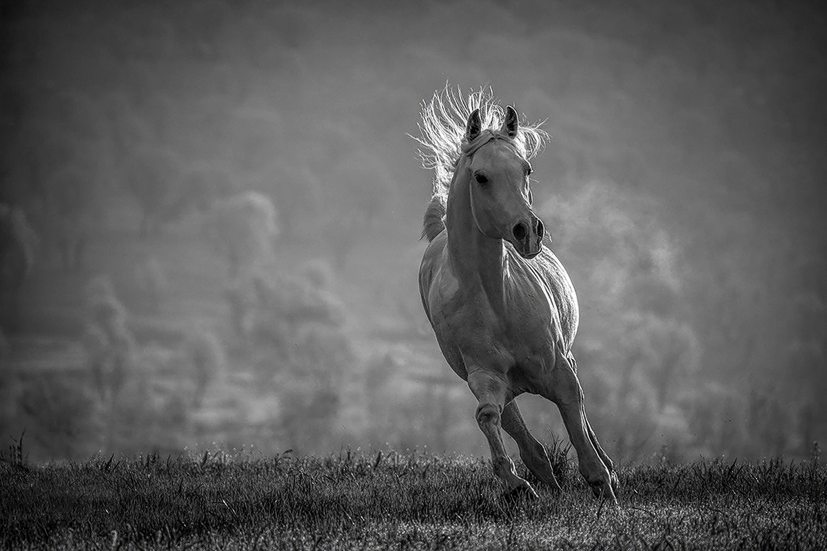 Mustang