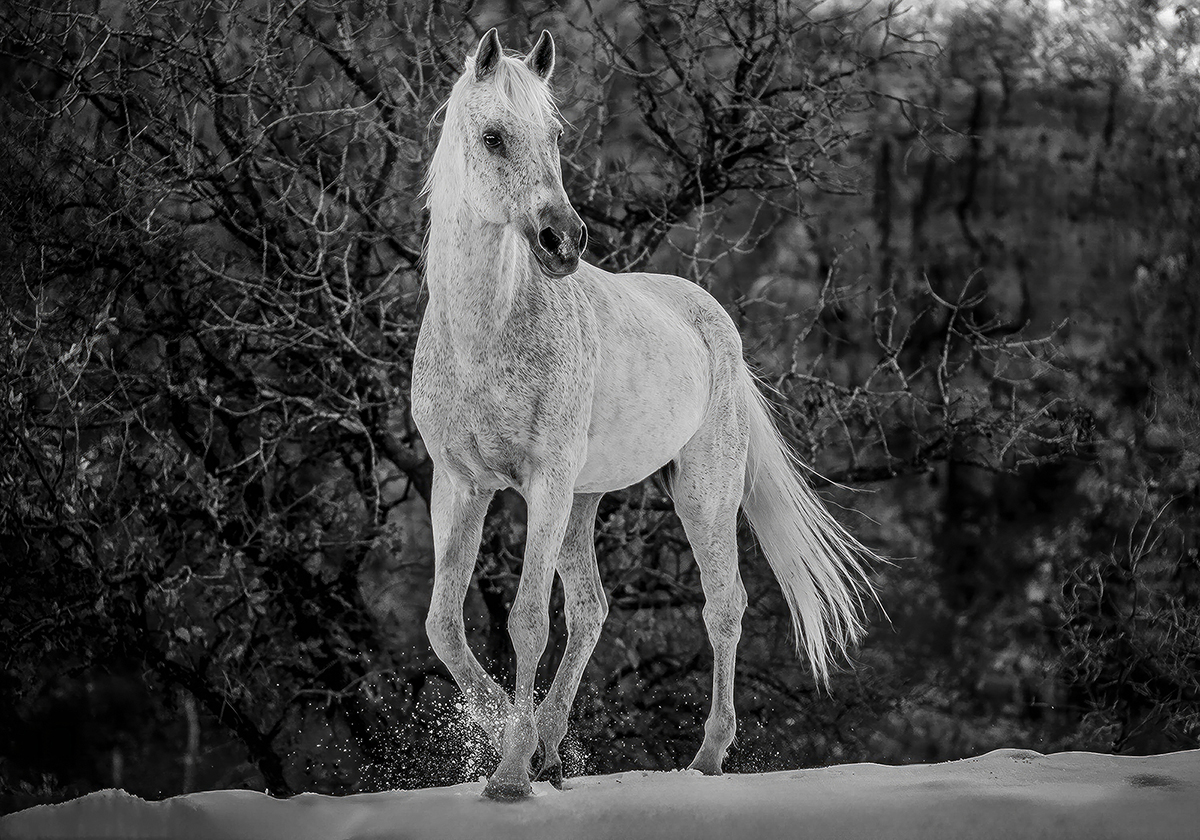 Mustang