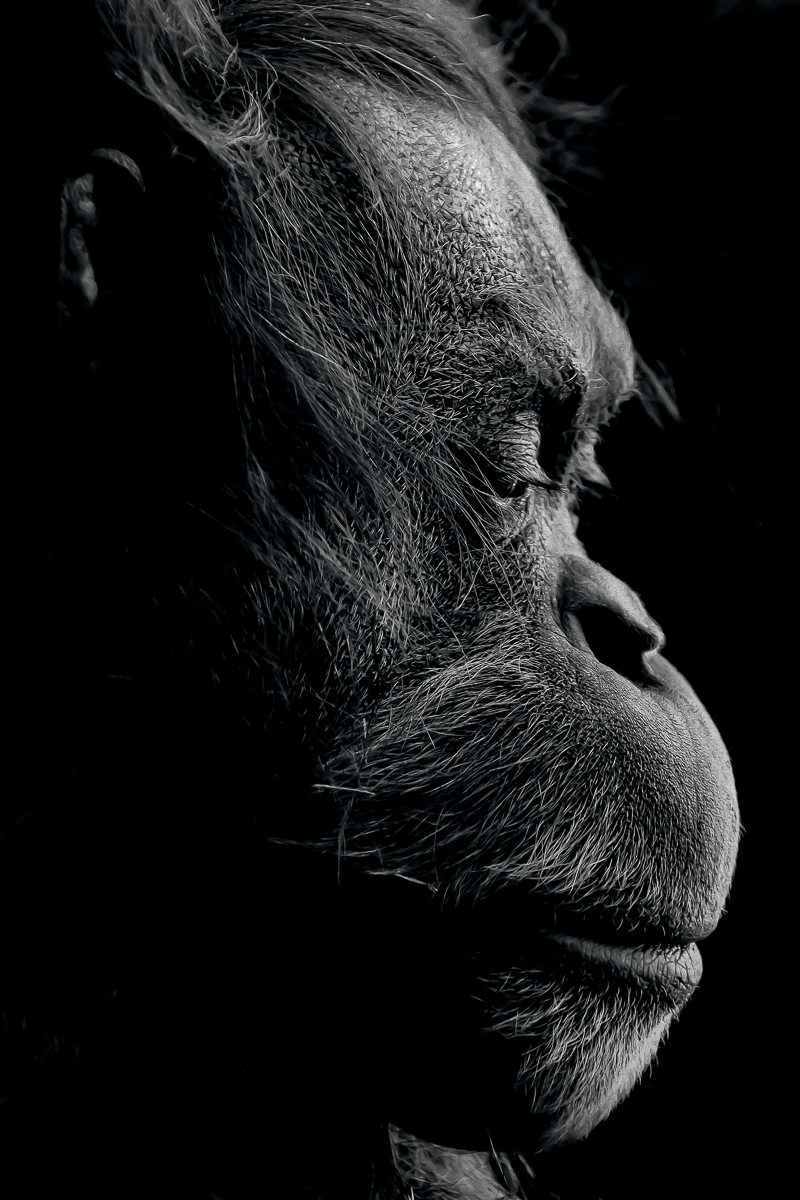OrangUtan - Person of the forest